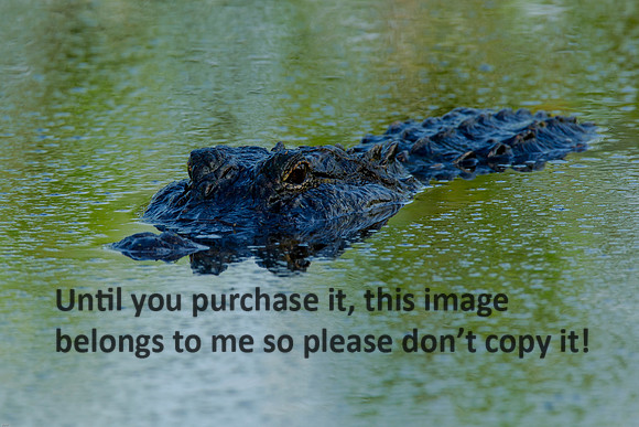 Alligator_LakeMartin-LA_Swamp-8180