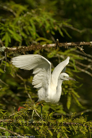 Cattle Egret_Lake Martin_La Swamp-1196