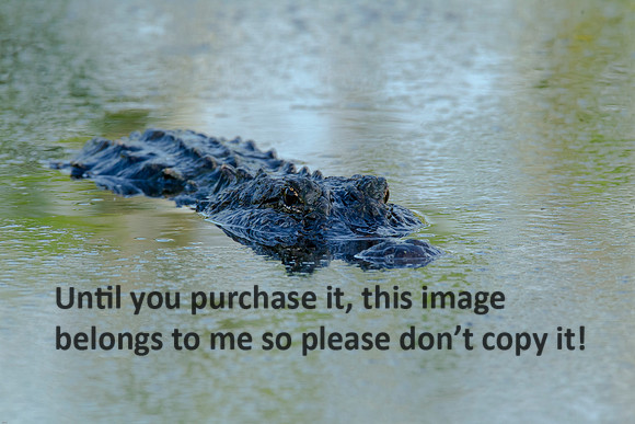 Alligator_LakeMartin-LA_Swamp-8192