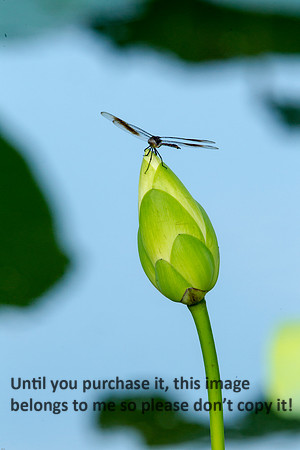 LotusFlower_Dragonfly_LakeMartin-LA_Swamp-8347