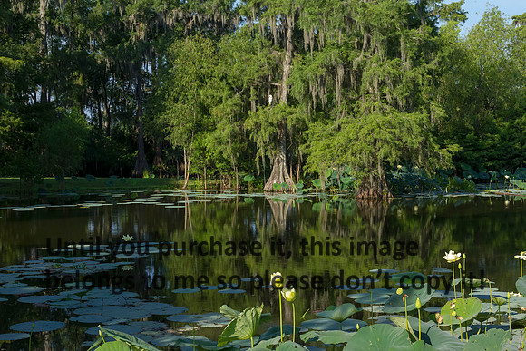 LouisianaCypress_Lotus_Flower_LakeMartin_Swamp-8775