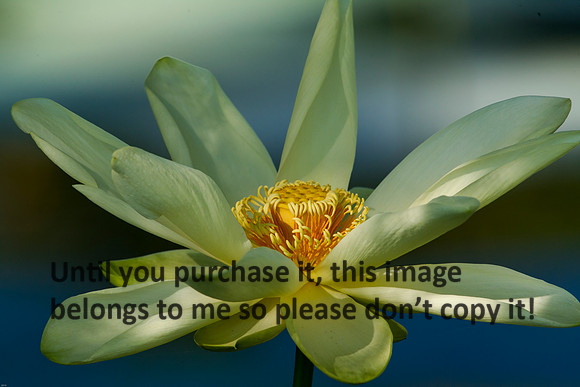 LotusFlower_LakeMartin_Louisiana_Swamp-9000