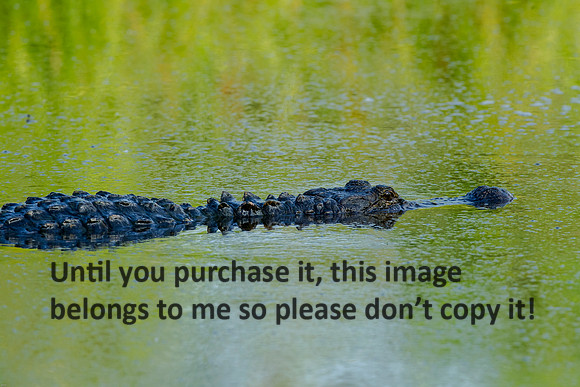 Alligator_LakeMartin-LA_Swamp-8242