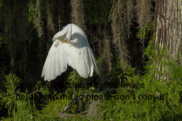 GreatEgret_Preening_LakeMartin_Louisiana_Swamp-8881