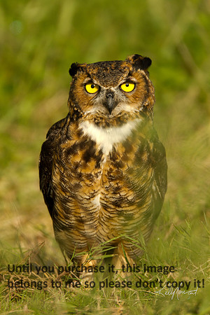 HornedOwl-StMartinville-4605