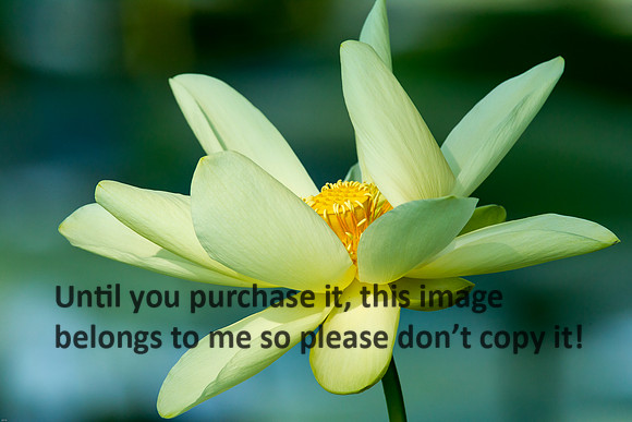 Lotus_Flower_LakeMartin_Louisiana_Swamp-9076
