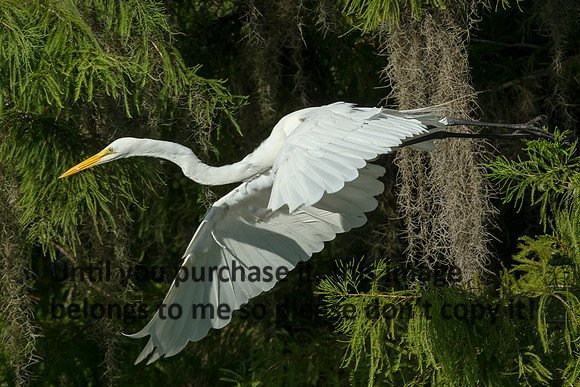 GreatEgret_Flying_LakeMartin_Louisiana_Swamp-8928