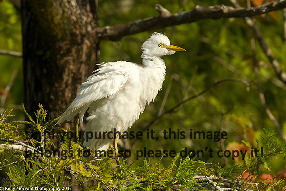 Cattle Egret_Lake Martin_La Swamp-1160