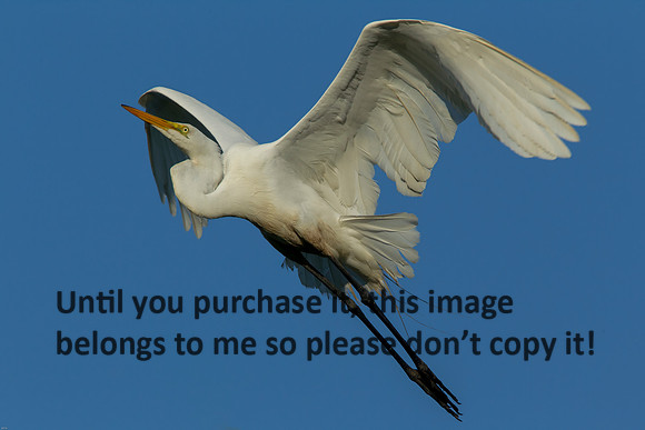 GreatEgret_Flying_LakeMartin_Swamp-8671
