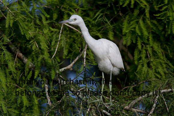 CattleEgretImature_LakeMartin-LA_Swamp-8122