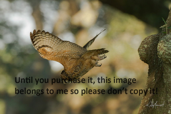 HornedOwl-StMartinville-4634
