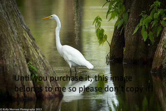 Great Egret_Lake Martin_La Swamp-1400