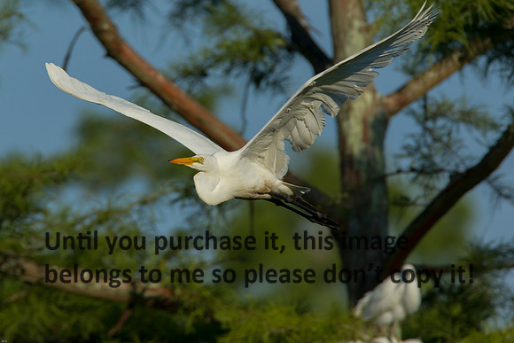GreatEgret_Flying_LakeMartin_Swamp-8667