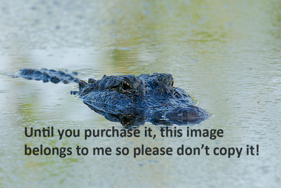 Alligator_LakeMartin-LA_Swamp-8201