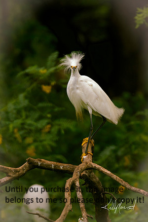 SnowyEgretJeffersonIsland-8893