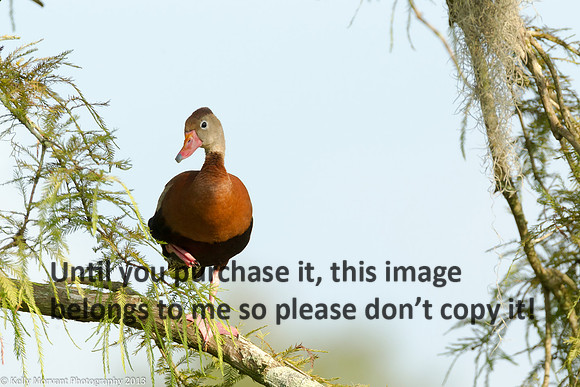 Black Bellied Whistling Duck_Lake Martin_La Swamp-1070