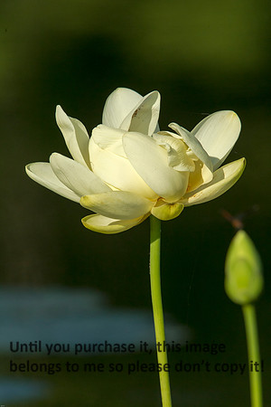 Lotus_Flower_LakeMartin_Swamp-8770