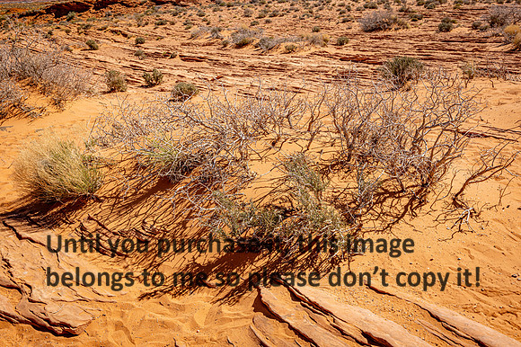 bush_lake powell_sedona-az_kellysheadshots.com_03-19-25-21036