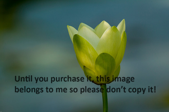 Lotus_Flower_LakeMartin_Louisiana_Swamp-9004