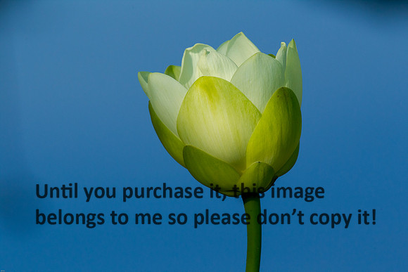 LotusFlower_LakeMartin_Louisiana_Swamp-9005