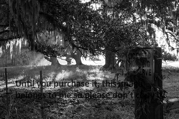 Early Morning_Oak Trees_Moss_Hunting Preserve_Vermilion Parish_B&W_Kelly Morvant Photography_10-12-14-7707