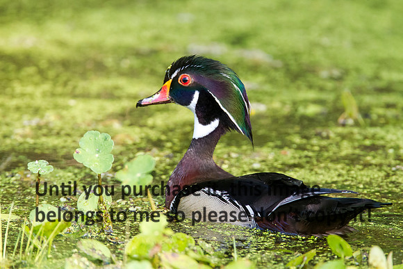 WoodDuckMale_LakeMartin-LA_Swamp-8102