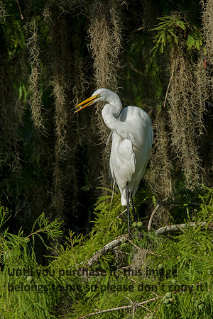 GreatEgret_Preening_LakeMartin_Swamp-8740