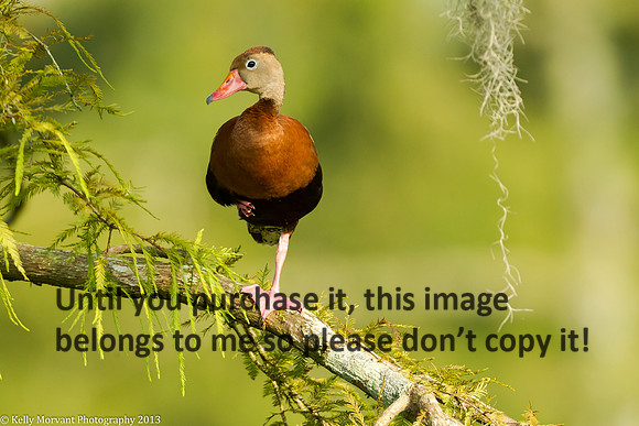 Black Bellied Whistling Duck_Lake Martin_La Swamp-1085