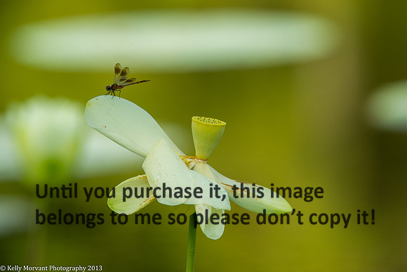 Lotus Flower_Dragon Fly_Lake Martin_La Swamp-1204