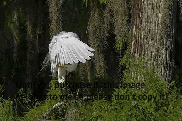 GreatEgret_LakeMartin_Louisiana_Swamp-8818
