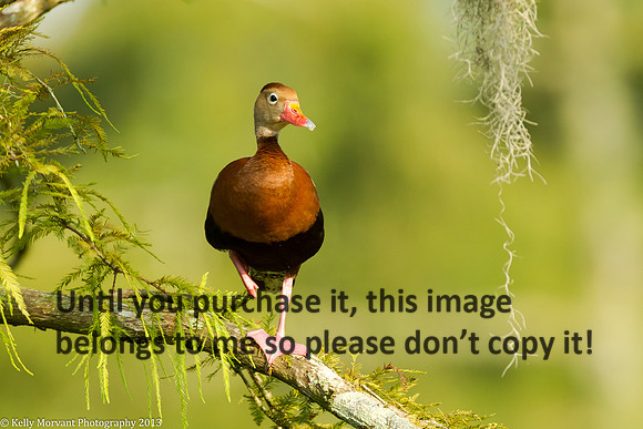 Black Bellied Whistling Duck_Lake Martin_La Swamp-1082