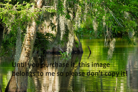 MossCypressReflections_LakeMartin-LA_Swamp-8390