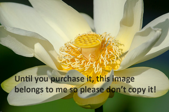 LotusFlower_LakeMartin-LA_Swamp-8323
