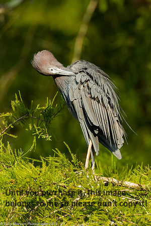 Little Blue Heron_Lake Martin_La Swamp-1053