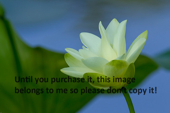 Lotus_Flower_LakeMartin_Louisiana_Swamp-9079