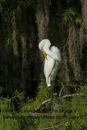 GreatEgret_Preening_LakeMartin_Swamp-8745