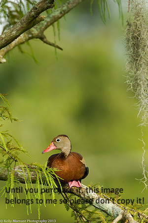 Black Bellied Whistling Duck_Lake Martin_La Swamp-1122