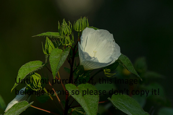 Flower_LakeMartin_Swamp-8713