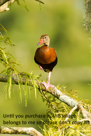 Black Bellied Whistling Duck_Lake Martin_La Swamp-1095