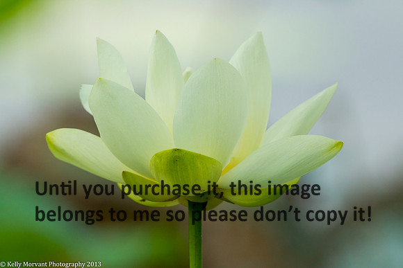 Lotus Flower_Lake Martin_La Swamp-1270