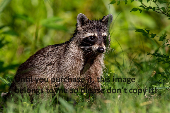 Raccoon_LakeMartin-LA_Swamp-8379