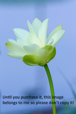 Lotus_Flower_LakeMartin_Louisiana_Swamp-9089