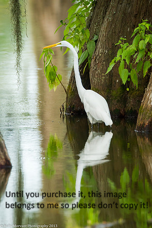 Great Egret_Lake Martin_La Swamp-1318
