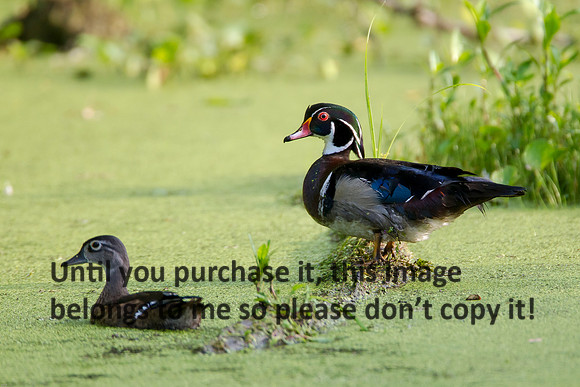 WoodDuckPair_LakeMartin-LA_Swamp-8060