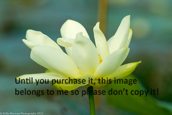 Lotus Flower_Lake Martin_La Swamp-1252