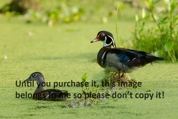 WoodDuckPair_LakeMartin_Swamp-8067