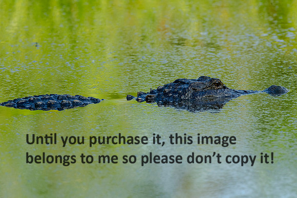 Alligator_LakeMartin-LA_Swamp-8228