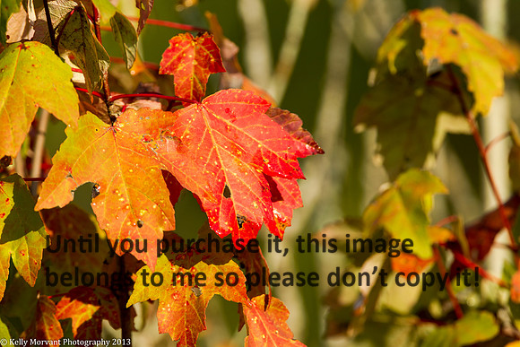 Leaves_Lake Martin_La Swamp-1056