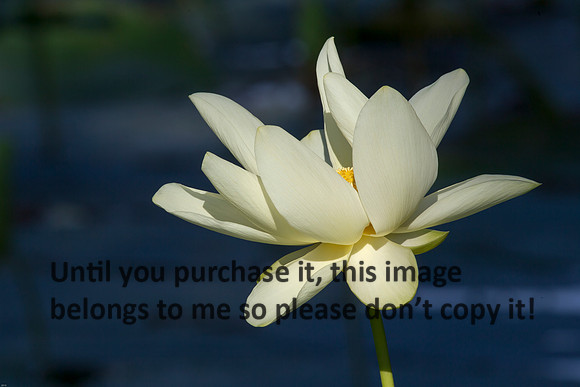 LotusFlower_LakeMartin_Louisiana_Swamp-9034