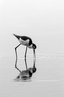 black-necked-stilt_cameron-la_2015_kelly-morvant-photog-2228_bw